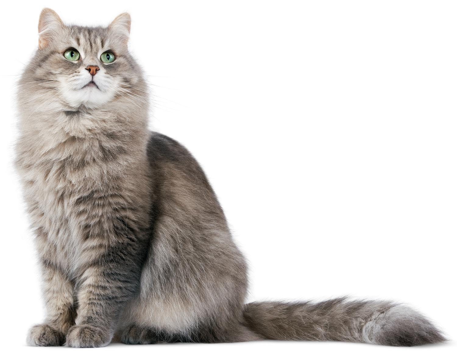 Fat Cat Transparent PNG