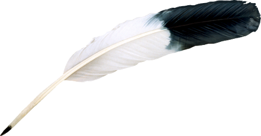 Feather Transparent Background