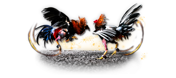 Fighting Cock Transparent PNG