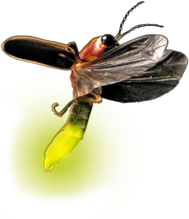 Firefly Background PNG Image