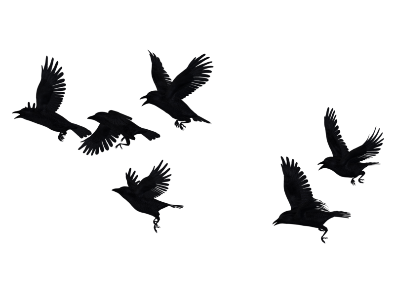 Flock Crow Birds Transparent PNG