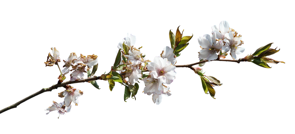 Flower Branch PNG HD Quality