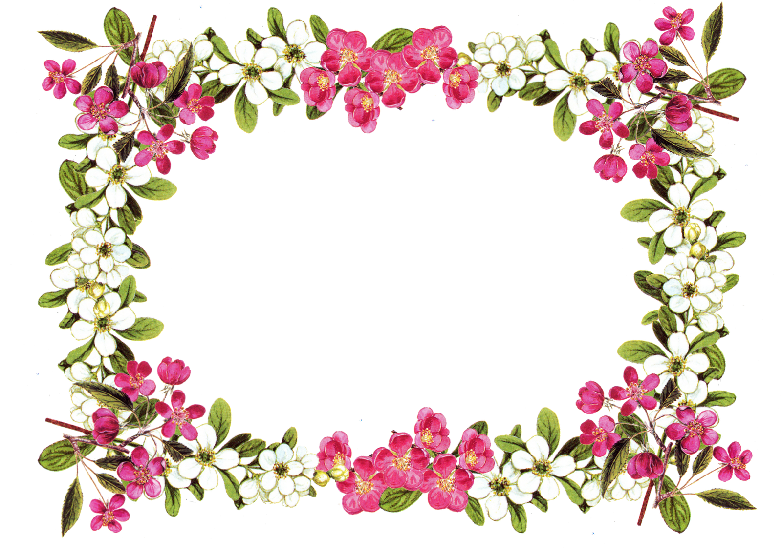 Flower Frame Design Transparent PNG