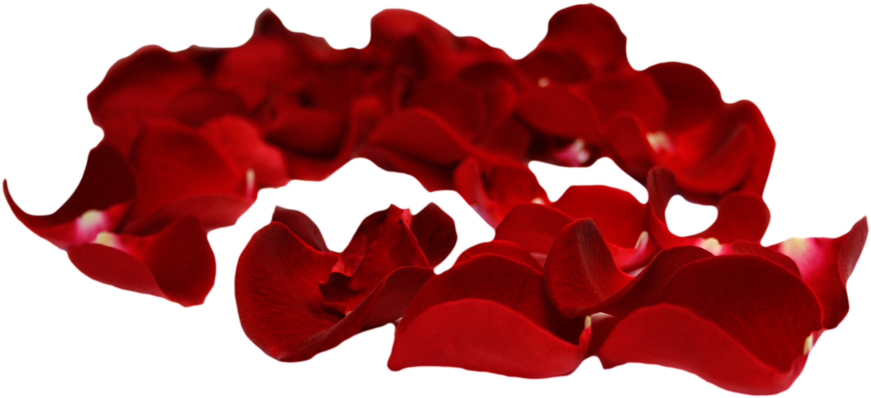 Flower Petals PNG Clipart Background