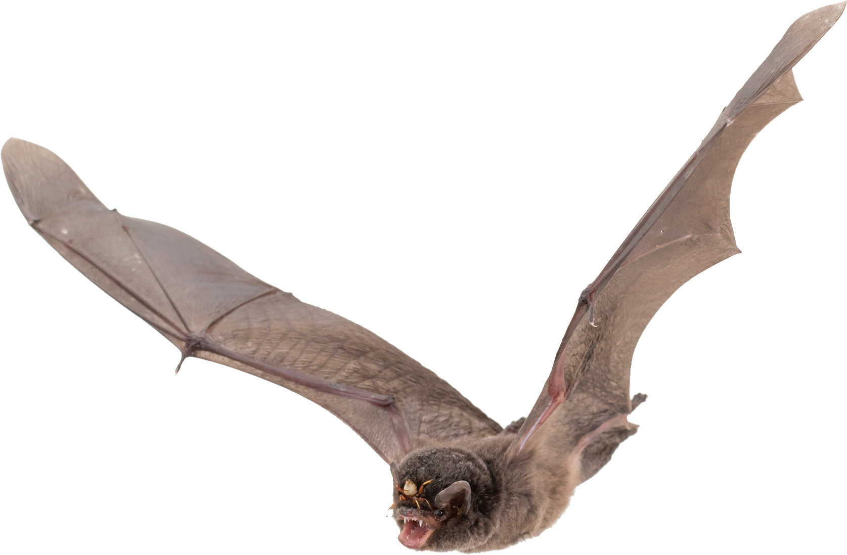 Flying Bat Transparent PNG