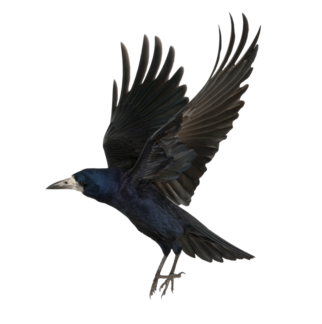 Flying Crow Transparent PNG