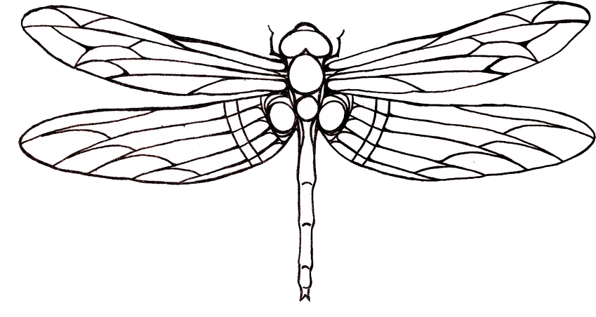 Flying Dragonfly Tattoos PNG Clipart Background