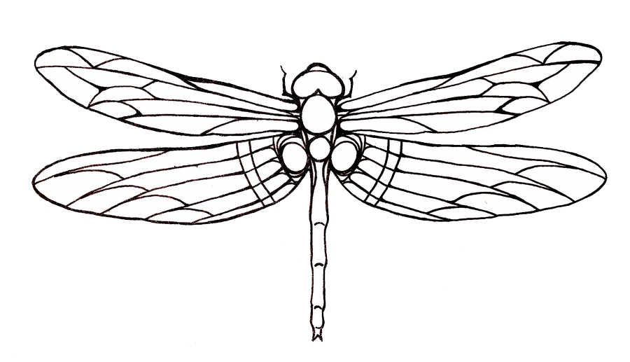 Flying Dragonfly Tattoos Transparent Background
