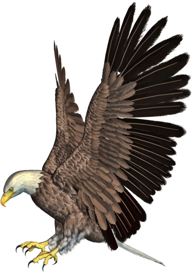 Flying Eagle PNG HD Quality
