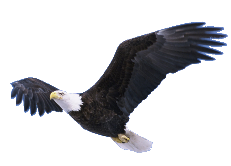 Flying Eagle Transparent File
