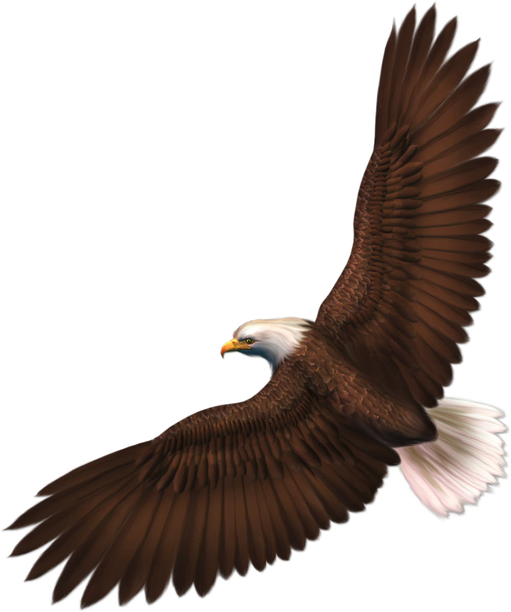 Flying Eagle Transparent Free PNG
