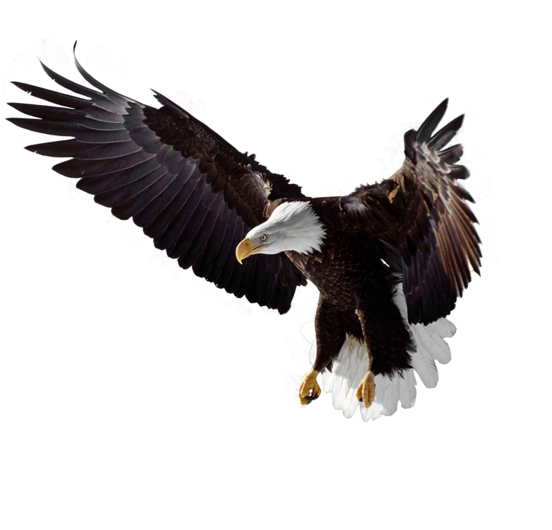 Flying Eagle Transparent PNG