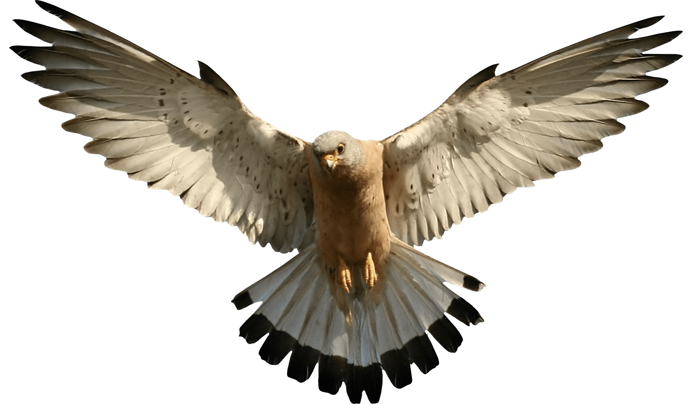 Flying Falcon Background PNG Image