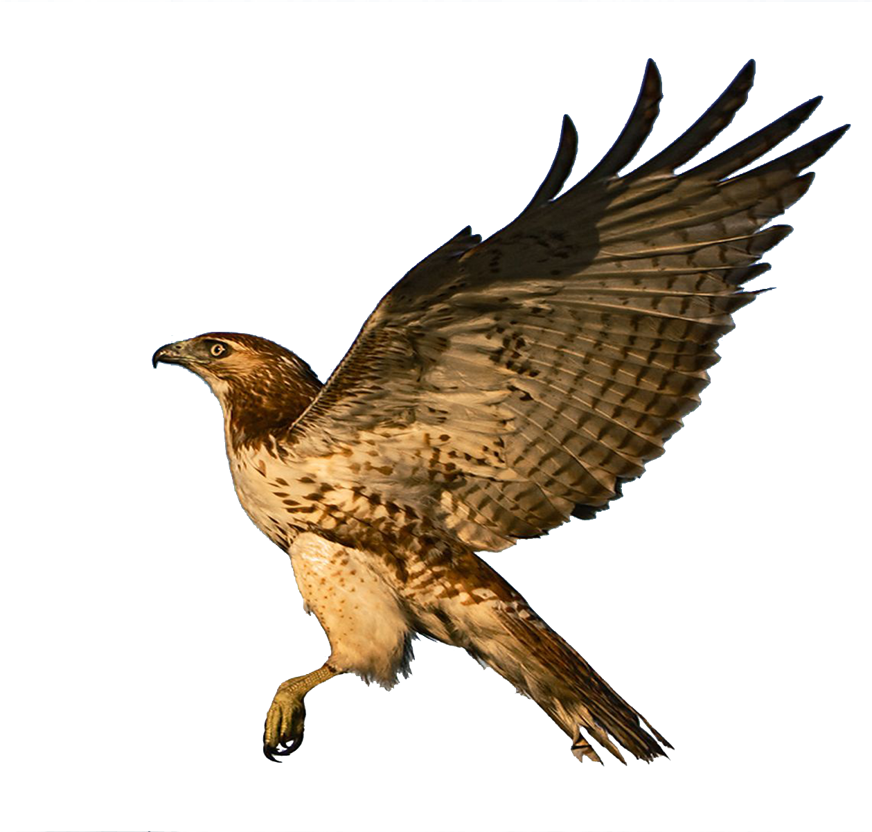 Flying Falcon PNG HD Quality