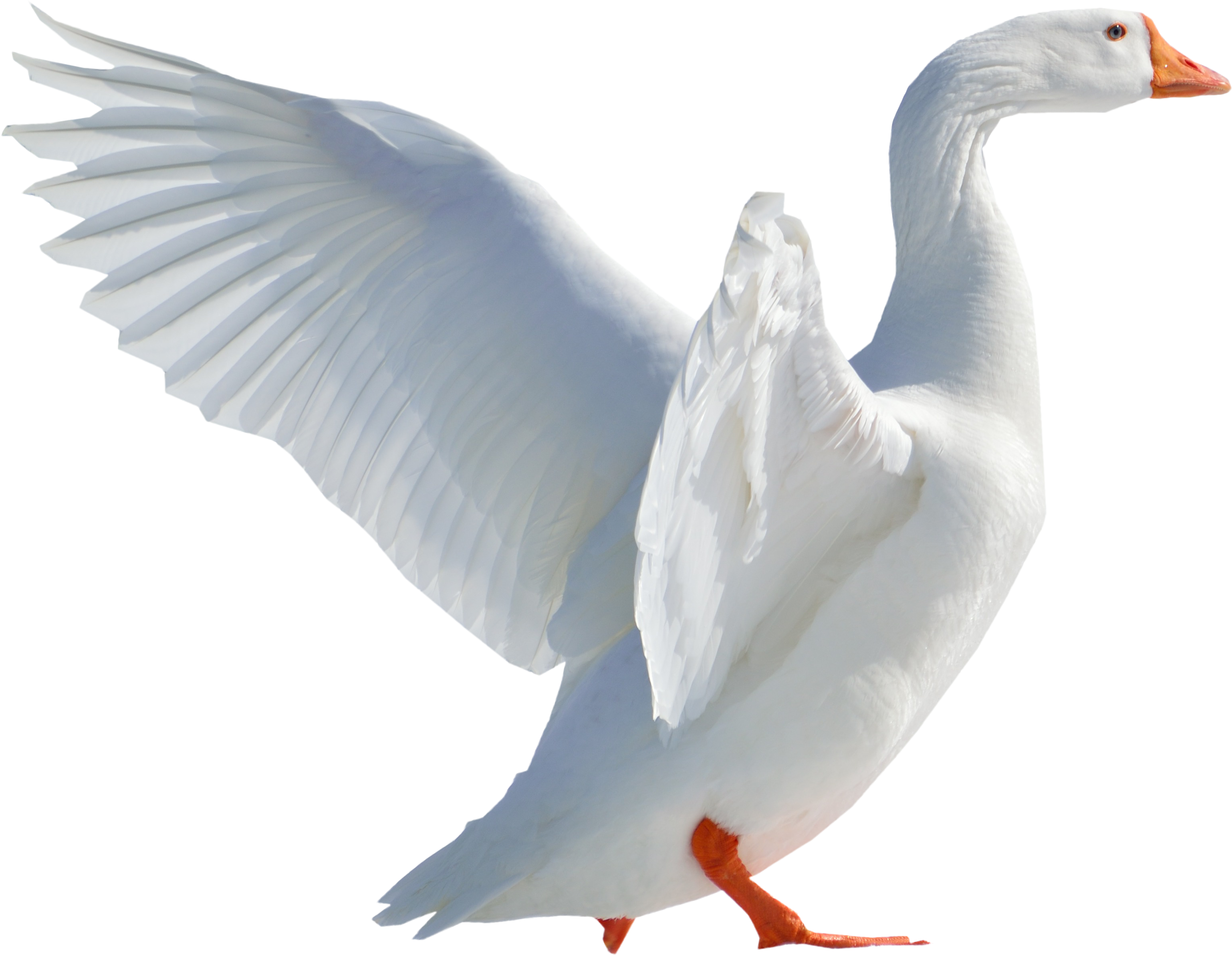 Flying White Duck Transparent PNG