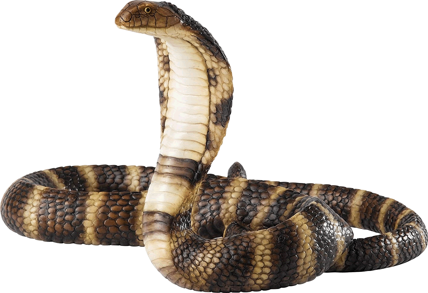 Forest Cobra Transparent PNG