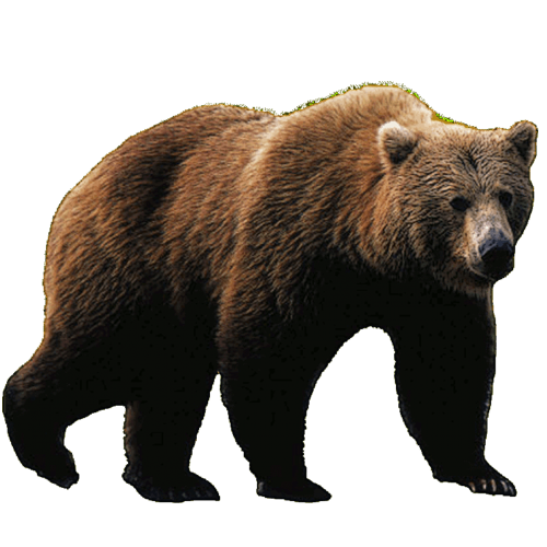 Giant Big Bear Transparent PNG