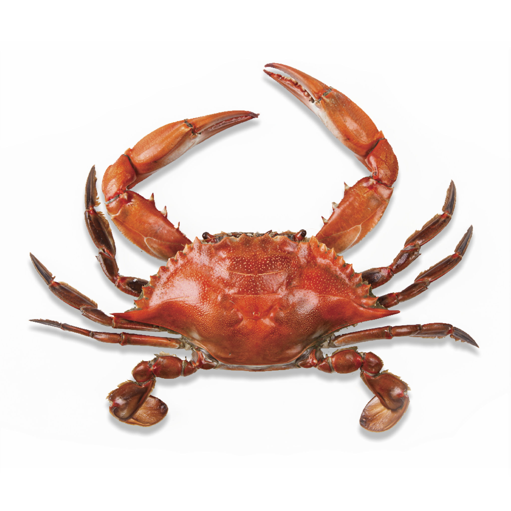 Giant Crab Transparent PNG