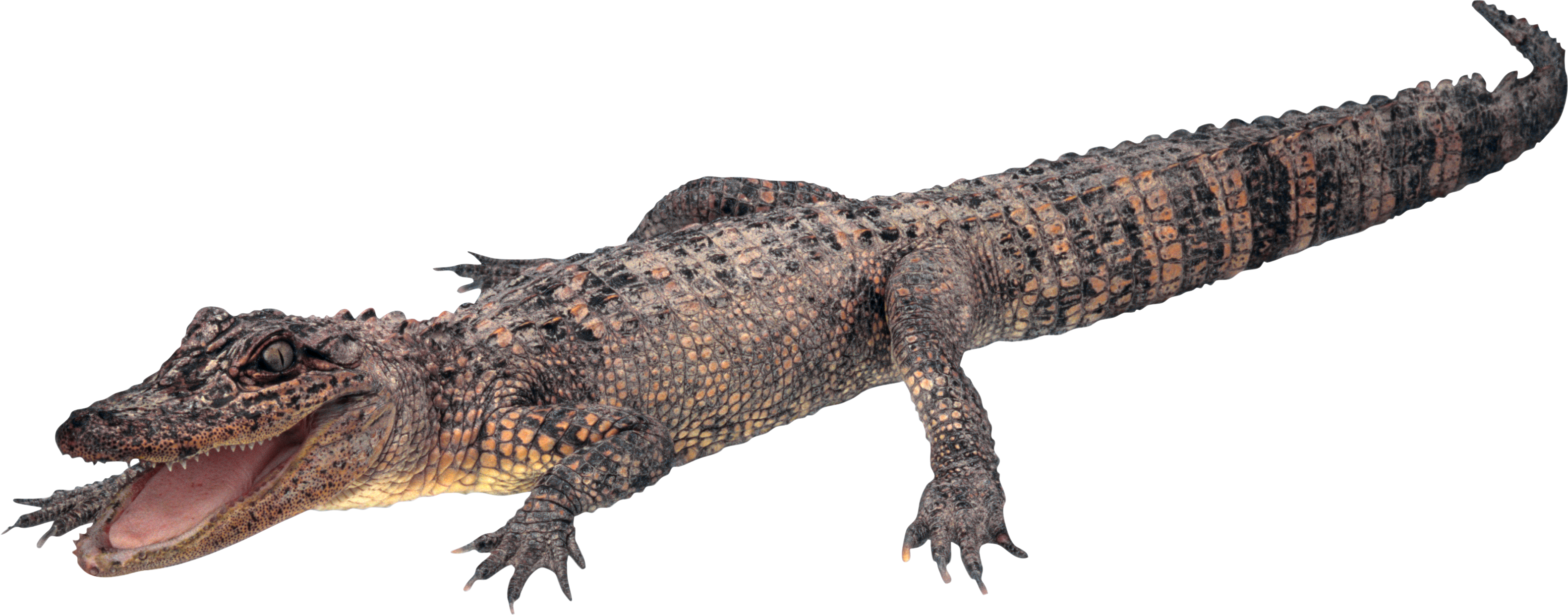 Giant Crocodile Transparent PNG