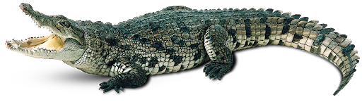 Giant Green Crocodile Transparent PNG