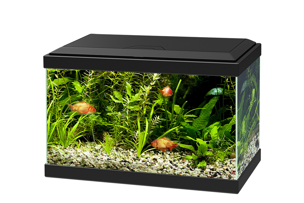 Glas Aquarium Fischtank kostenlos herunterladen PNG