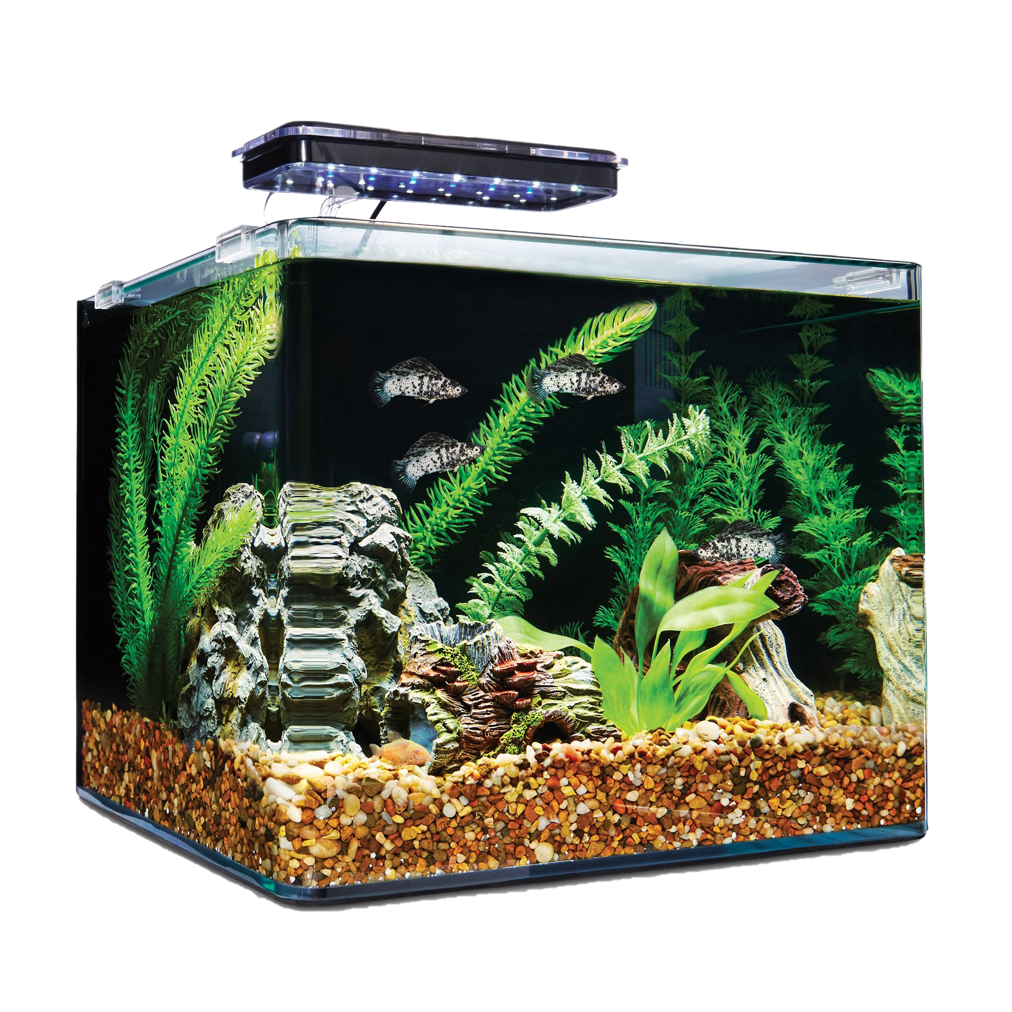 Glass Aquarium Fish Tank PNG Photos