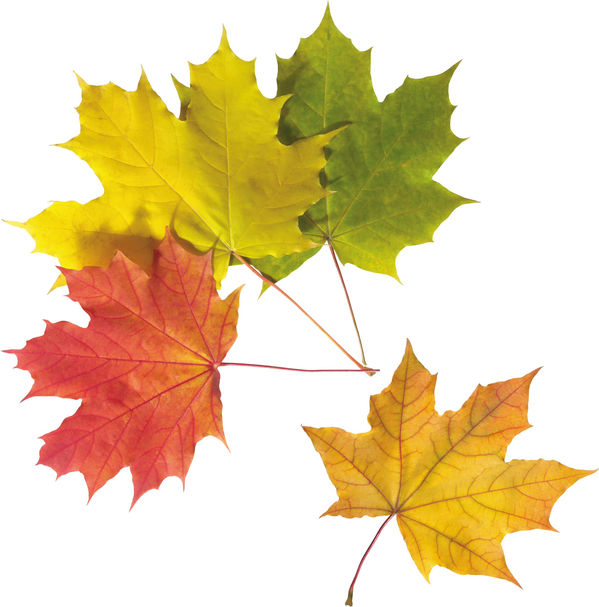Golden Autumn Leaf Colorful Transparent PNG
