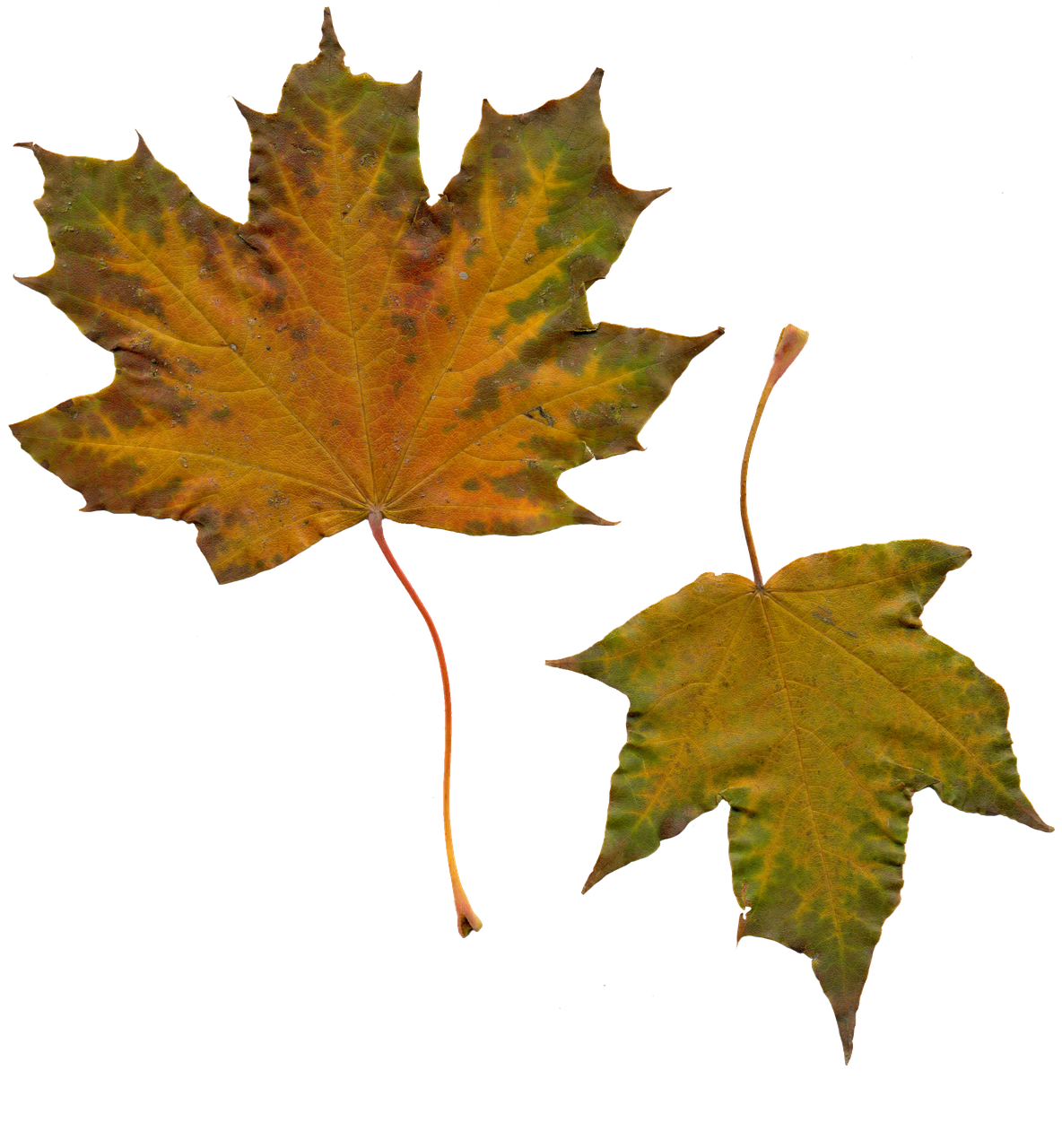 Golden Autumn Leaf Falling Brown Transparent PNG