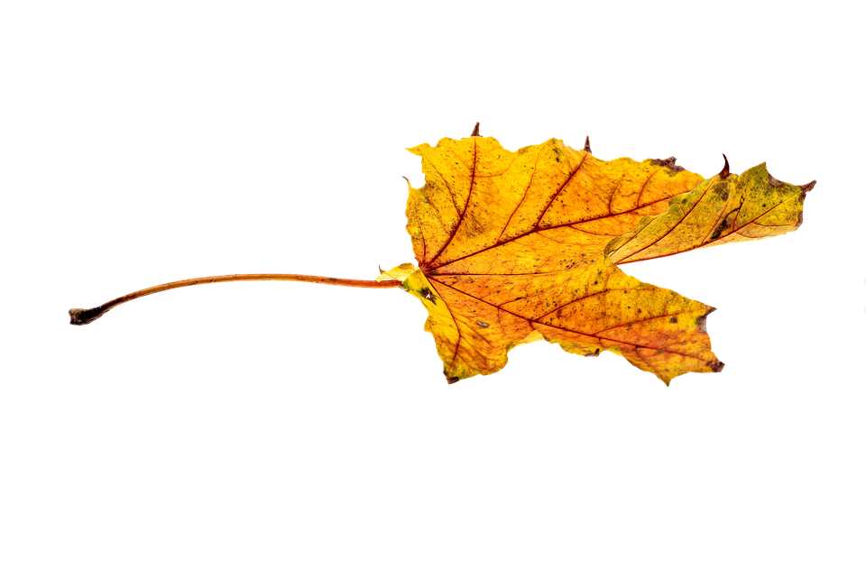 Golden Autumn Leaf Falling Single Transparent PNG