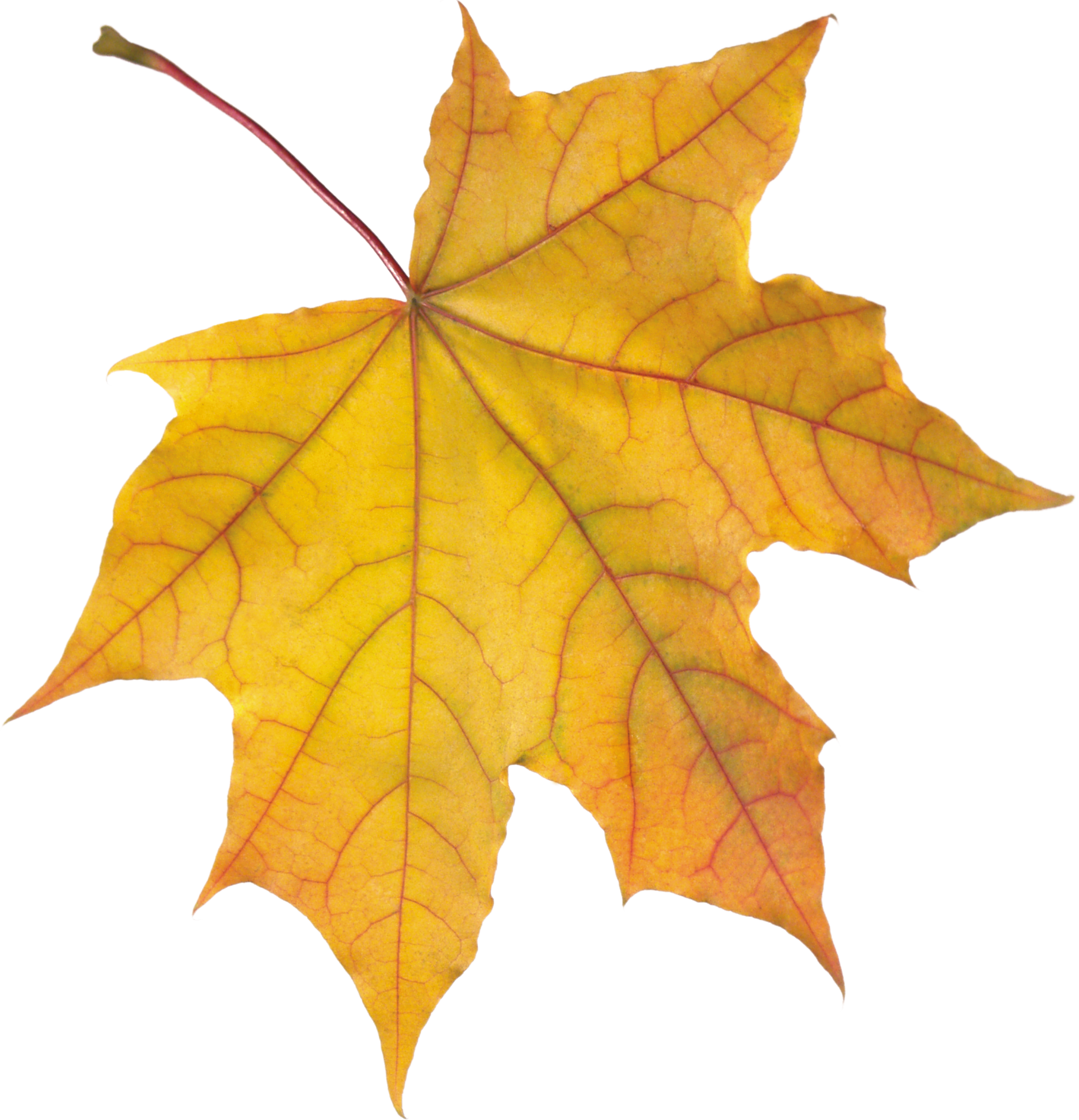 Golden Autumn Leaf Single Transparent PNG