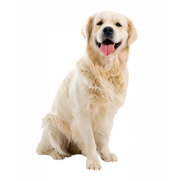 Golden Big Dog Transparent PNG
