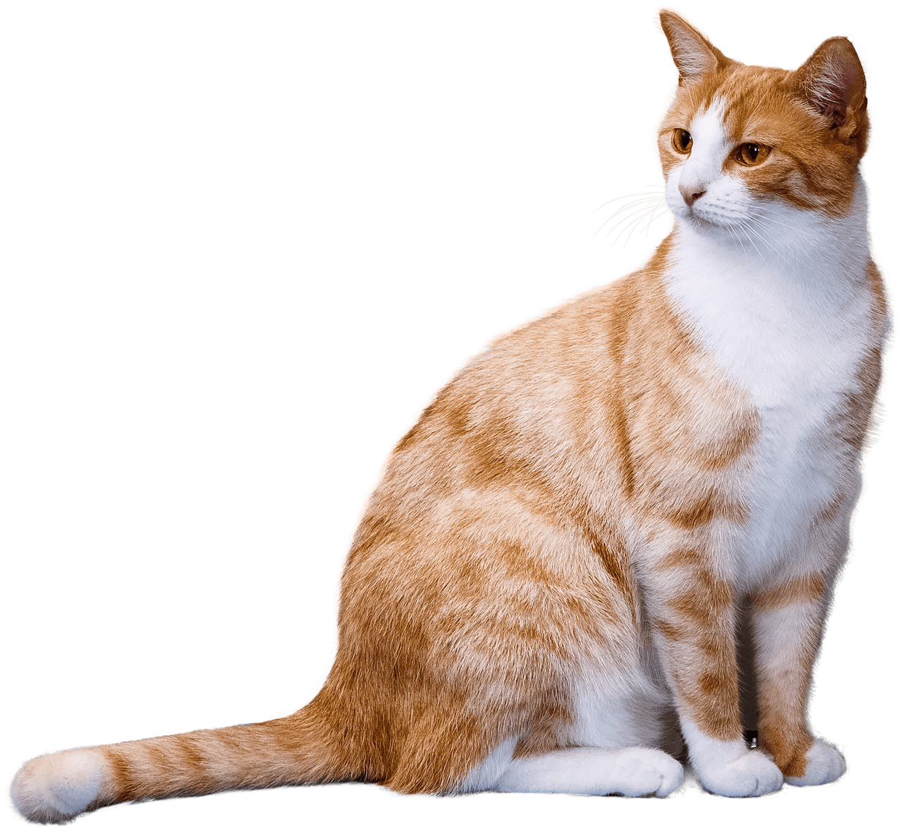 Golden Cat Transparent PNG