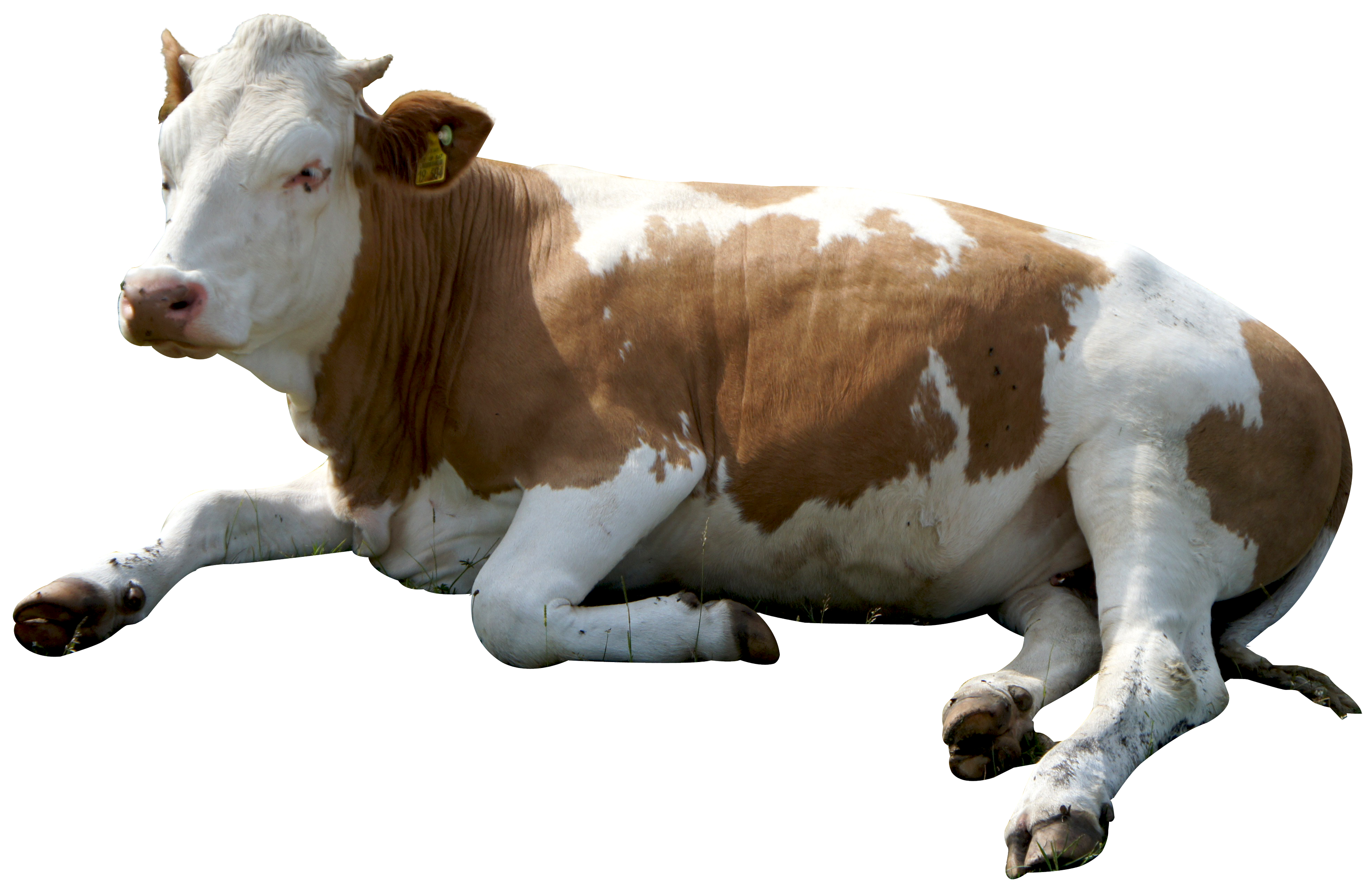 Cow PNG Images Transparent Background | PNG Play