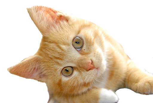 Golden Cute Cat Transparent PNG