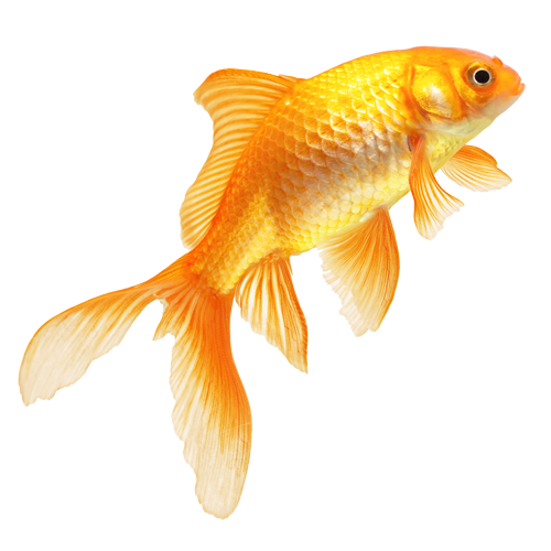 Golden Fish PNG HD Quality