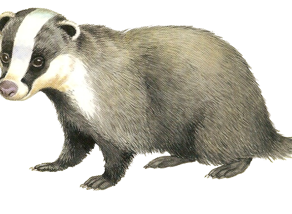 Gray Badger Transparent PNG