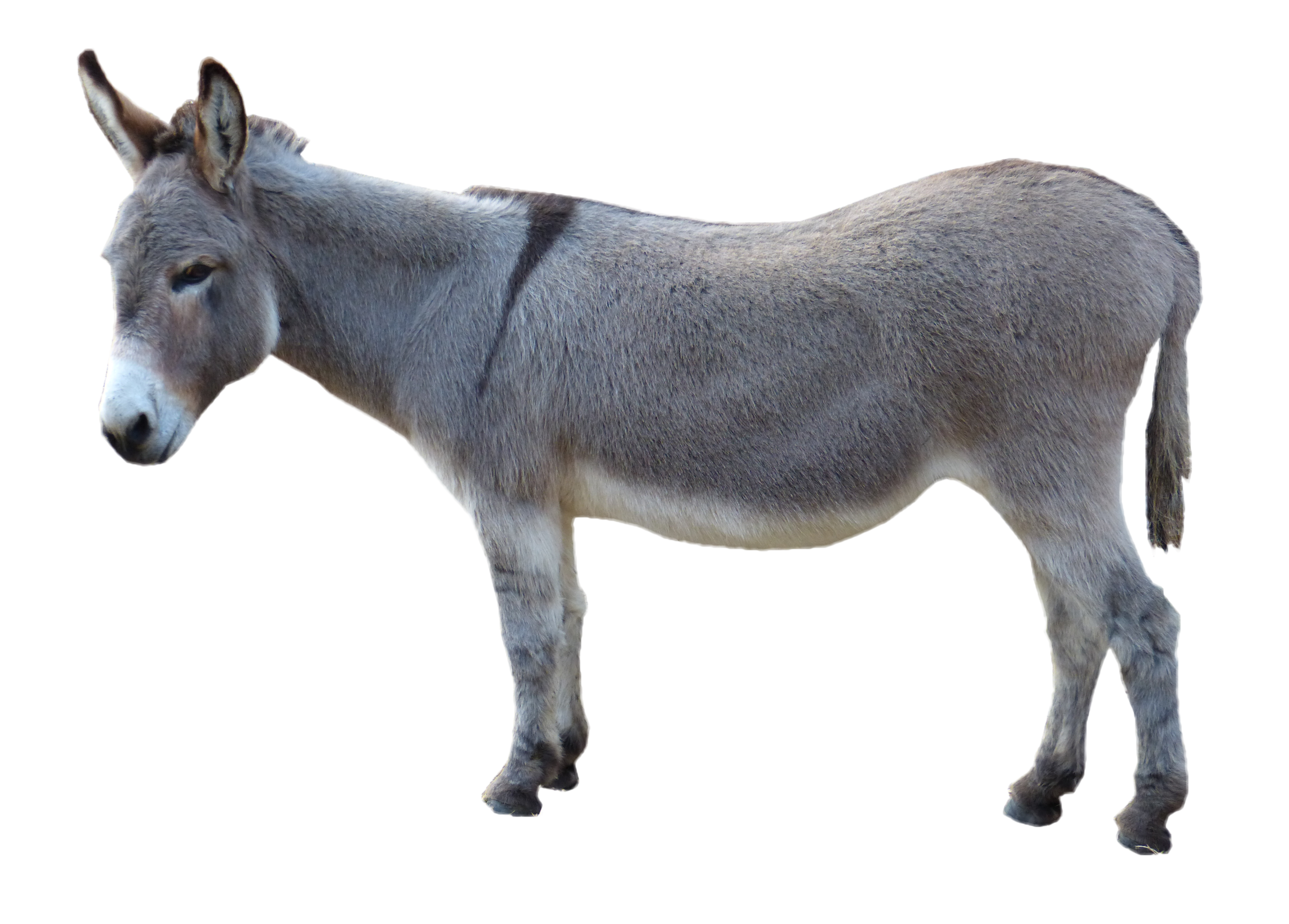 Gray Donkey Transparent PNG