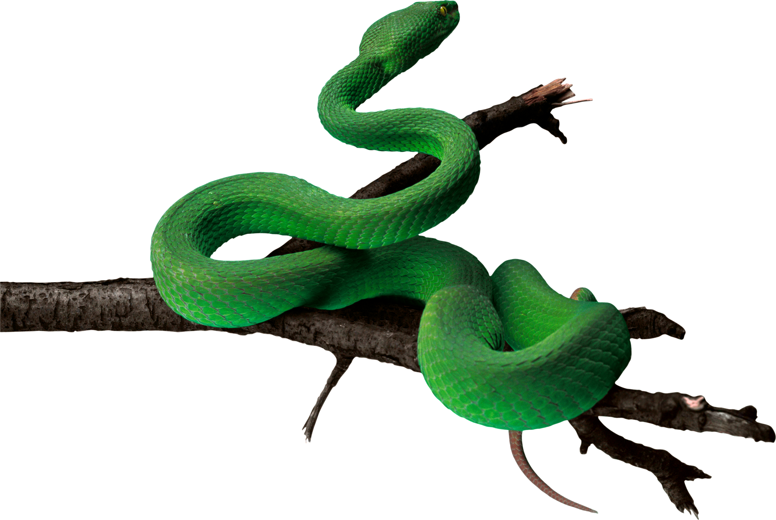 Green Anaconda Transparent PNG