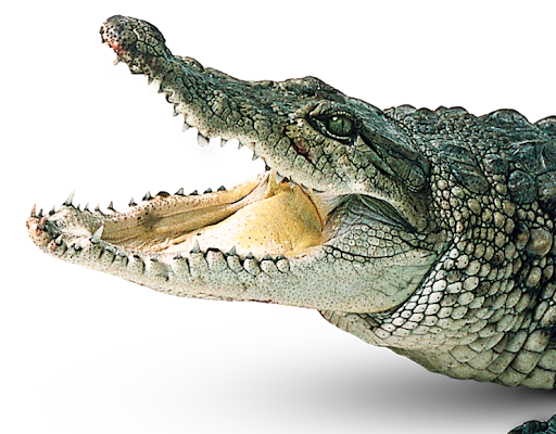 Green Crocodile Transparent PNG
