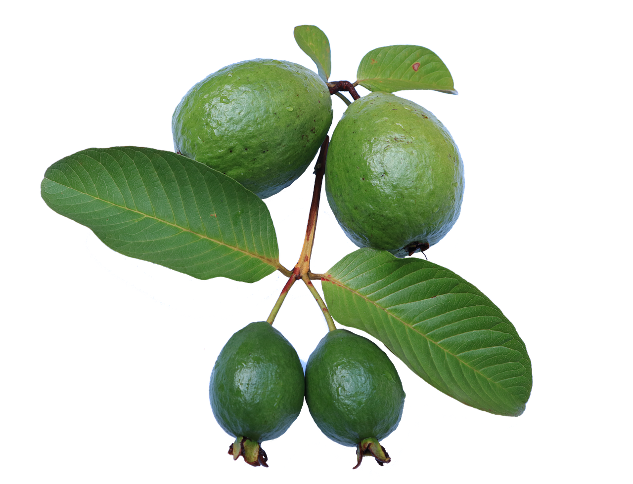 Green Guava PNG