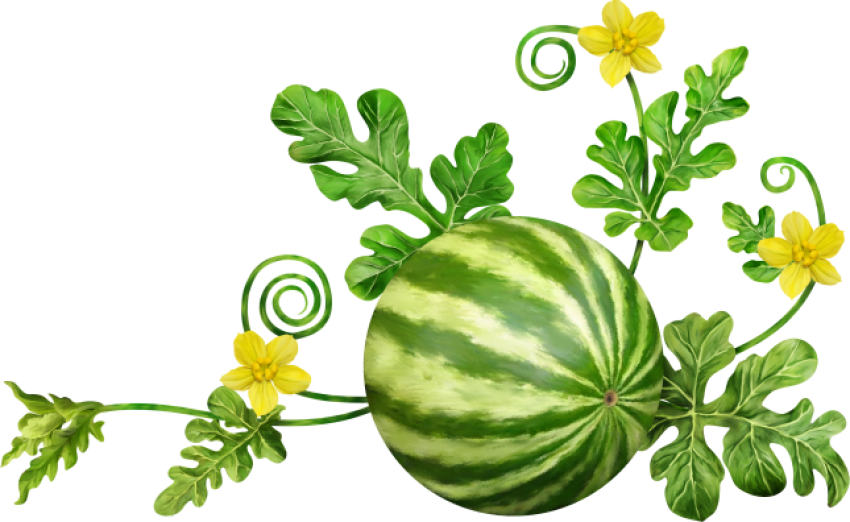 Green Watermelon Raw PNG