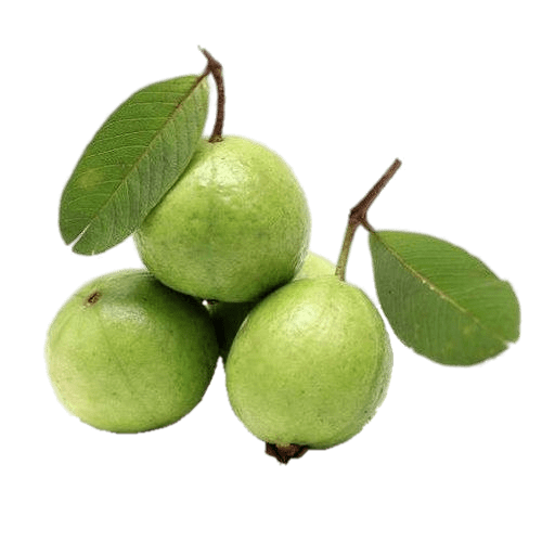 Guava On Tree Transparent PNG