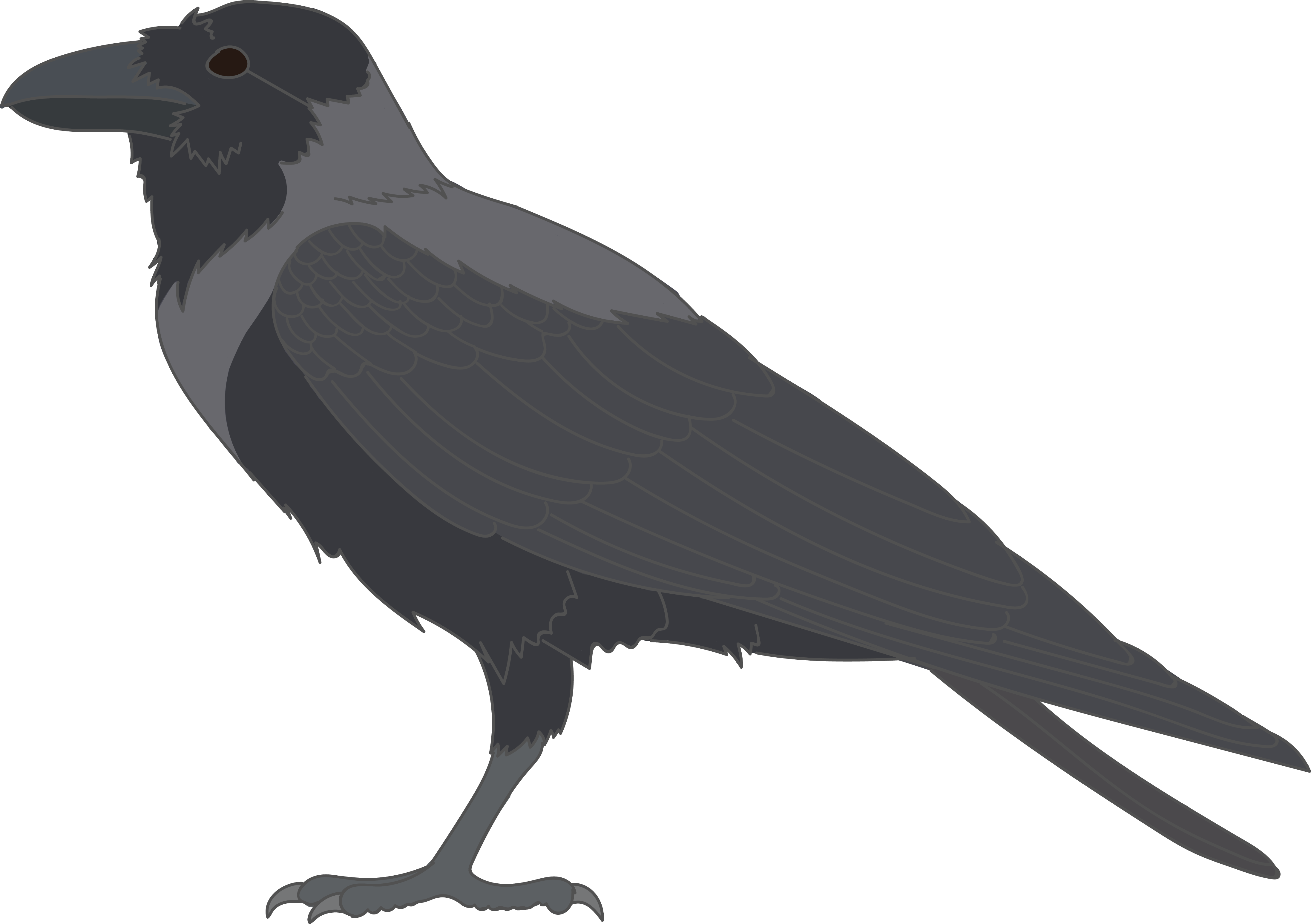 Hawaiian Crow Transparent PNG
