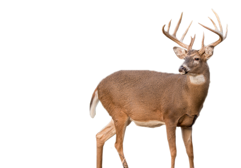 Hunting Deer Transparent PNG