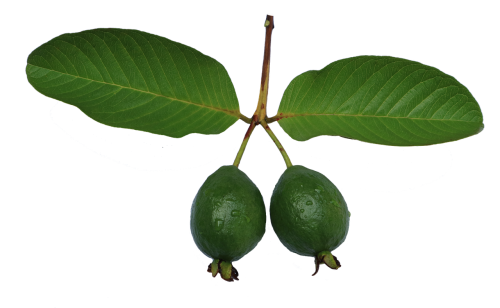 Jambu Guava Transparent PNG