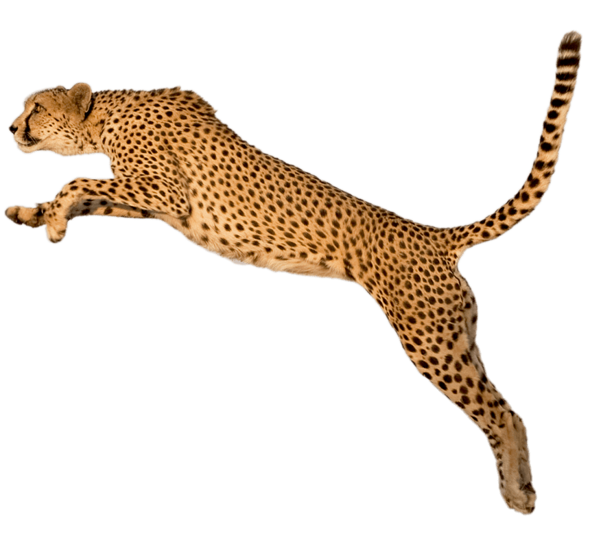 Saltando guepardo animal transparente PNG