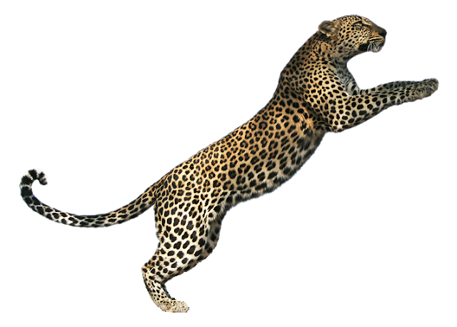 Jumping Cheetah Transparent PNG