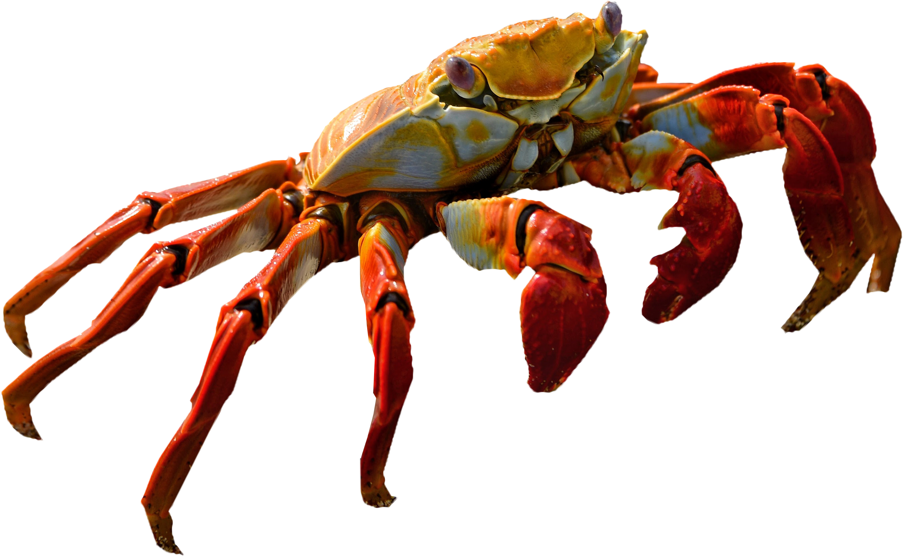 Large Crab Transparent PNG