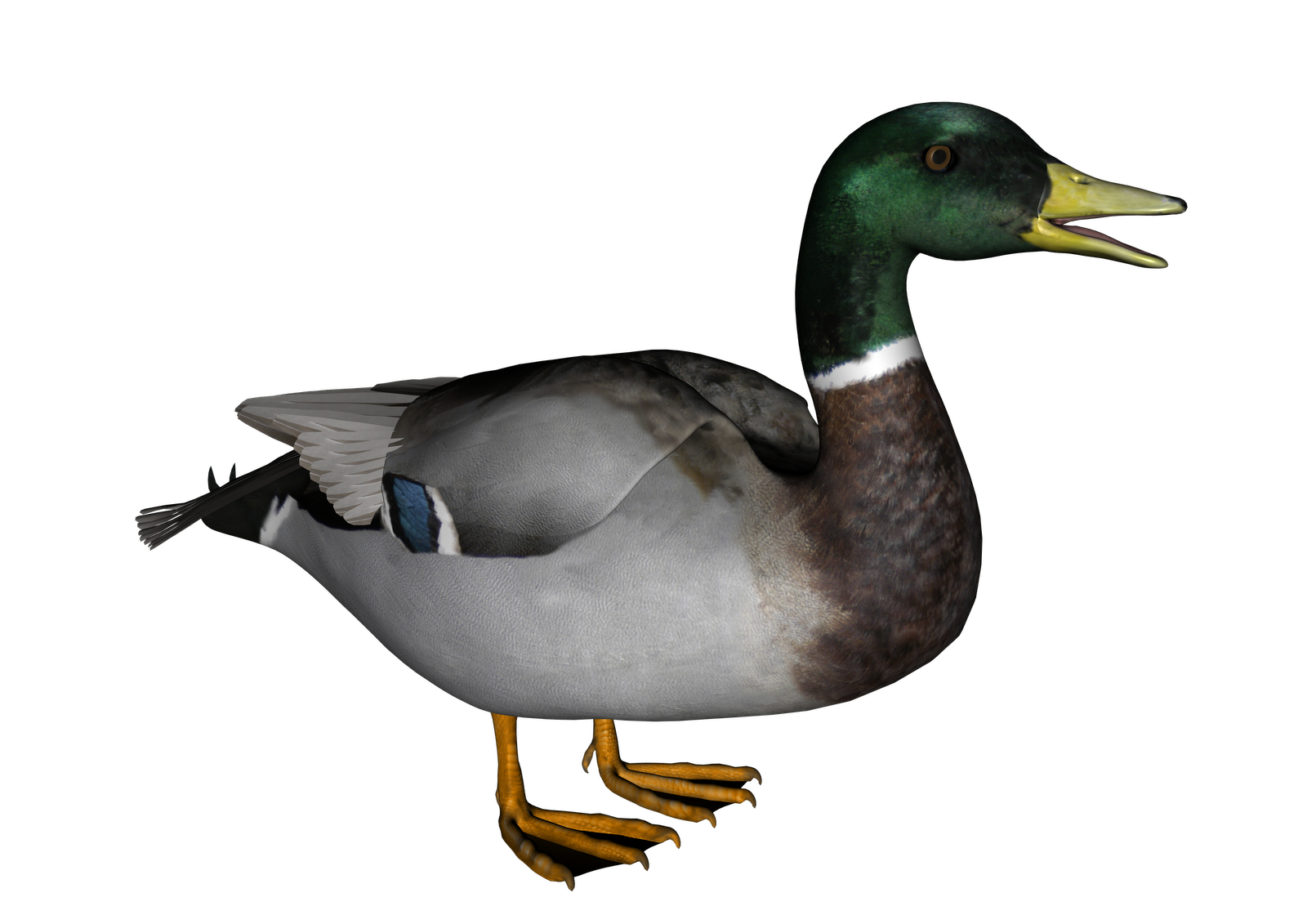Little Mallard Duck Transparent PNG