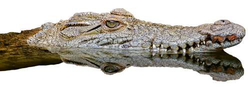 Long Crocodile Transparent PNG